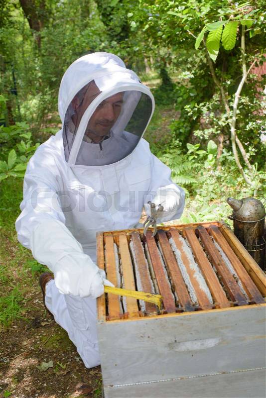 Beekeeper checking the honey frame, stock photo