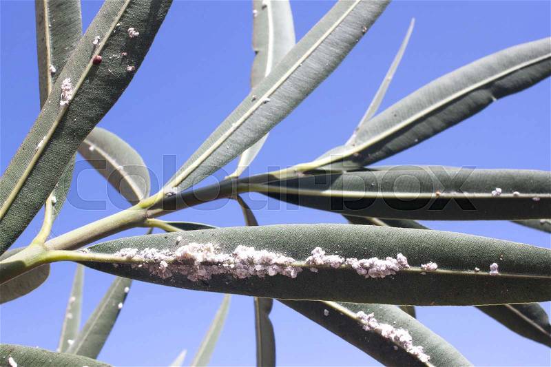 Oleander leaves densely covered with scale insects. Mealy mealybug. Thick infestation, garden, stock photo