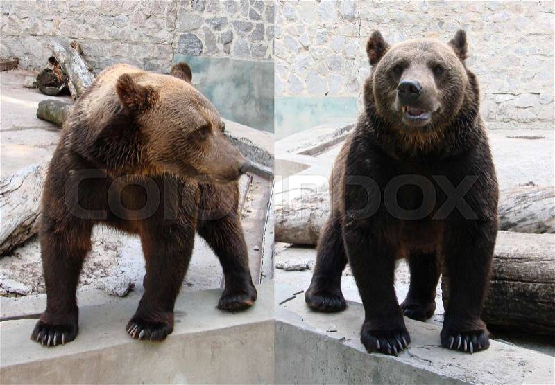Bears. a cute brown bear. Big Brown Bear, stock photo