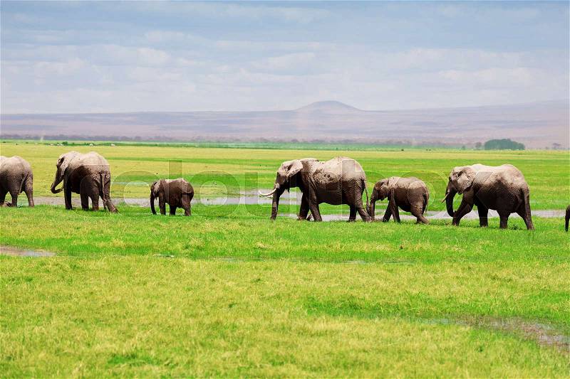 Family of African elephants move in a line at swamplands of Amboseli National Park, Kenya, stock photo