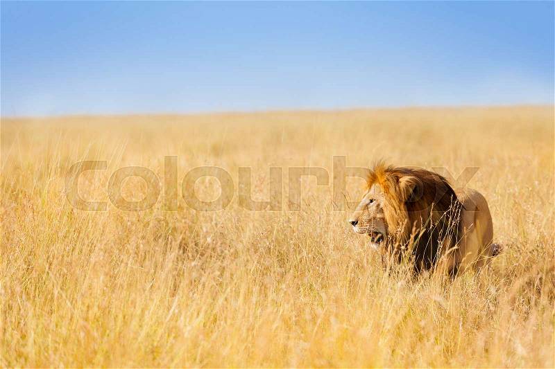 Portrait of beautiful African lion hunting at wide spread of Kenyan prairie, stock photo