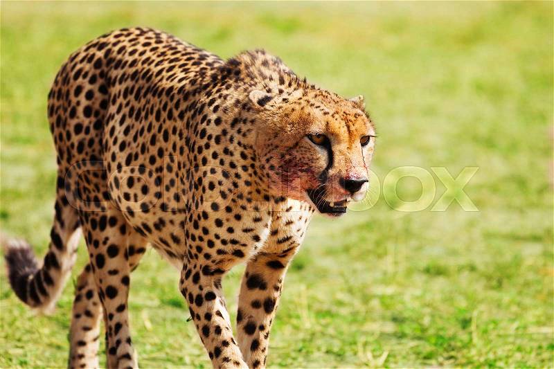 Close-up portrait of wild African cheetah after hunting and feasting, Kenya, stock photo