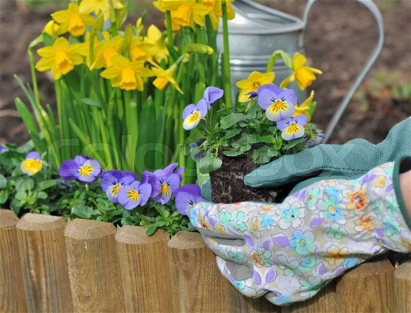 Hand with gardening glove holding flowers to plant , stock photo