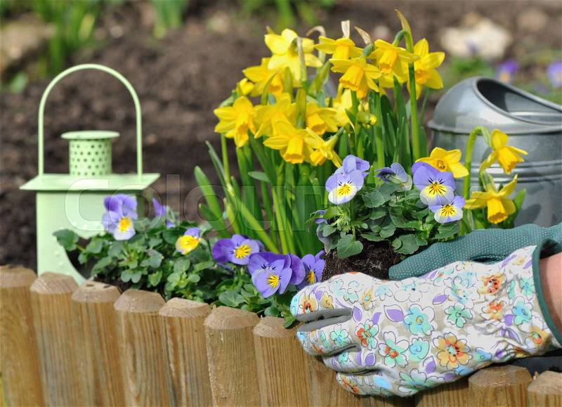 Hand with gardening glove holding flowers to plant , stock photo