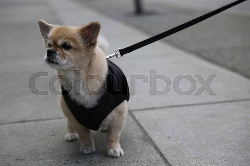 Cute small dog beige colour leash, stock photo