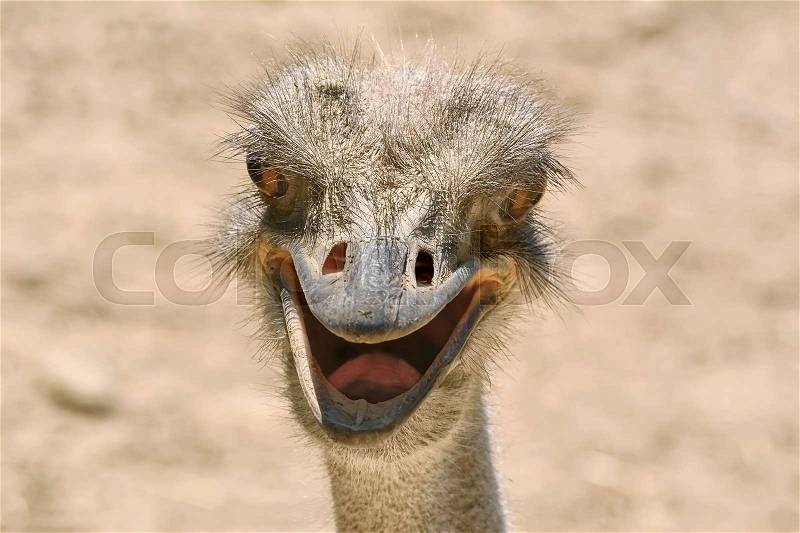 Close-up Portrait of Ostrich, stock photo