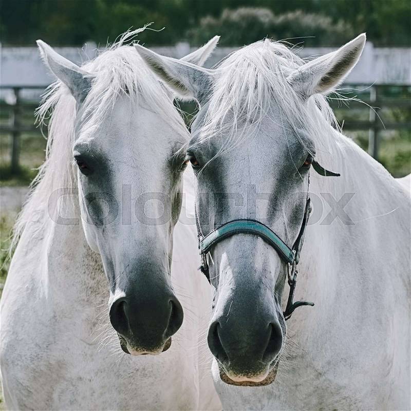 Portrait of Two White Horses, stock photo