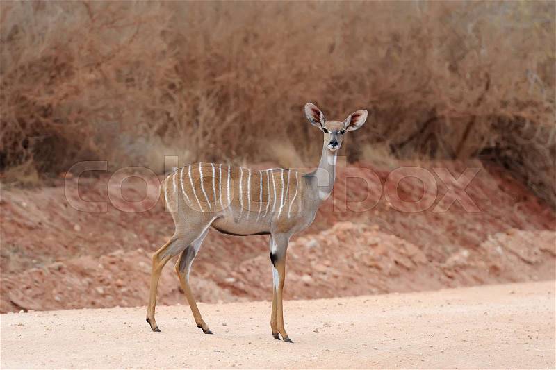 Greater kudu (Tragelaphus strepsiceros). Wild life animal of Africa, stock photo
