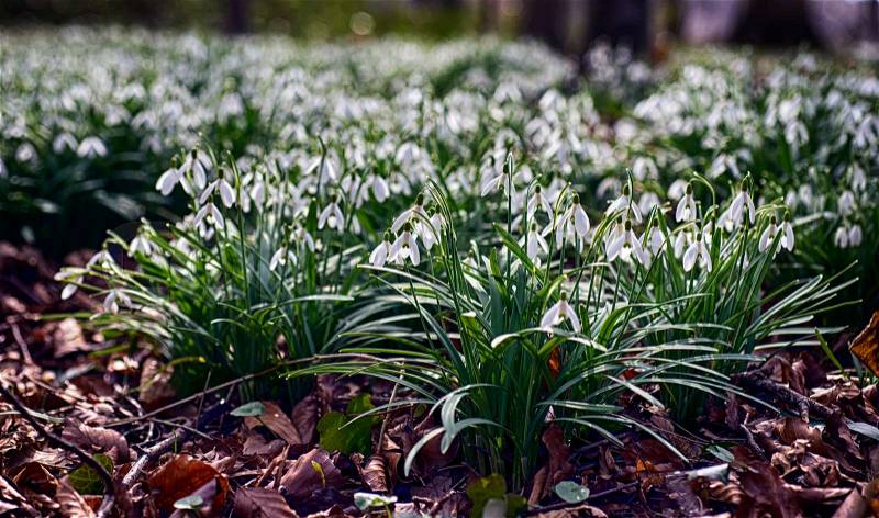 Snowdrops all over and closeup in a Danish forest, stock photo