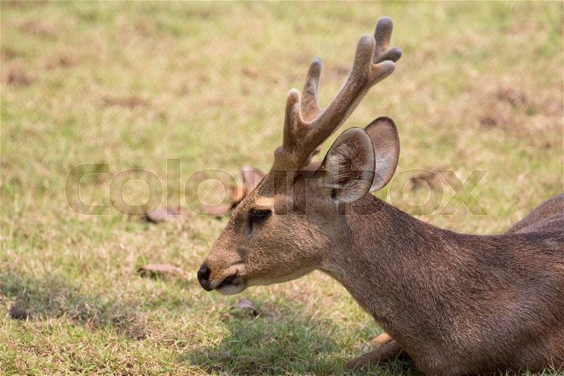 Image of a deer relax on nature background. Wild Animals, stock photo