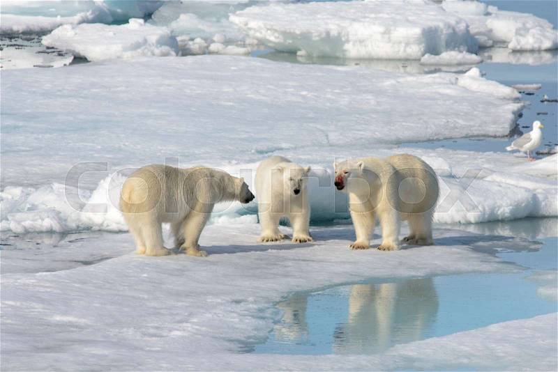 Two polar bear cubs playing together on the ice north of Svalbard, stock photo