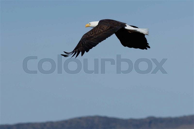 Bald eagle soaring, California, Tulelake, Lower Klamath National Wildlife Refuge, Taken 02.2017, stock photo