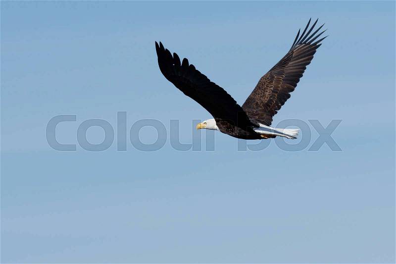 Bald eagle soaring, California, Tulelake, Lower Klamath National Wildlife Refuge, Taken 02.2017, stock photo