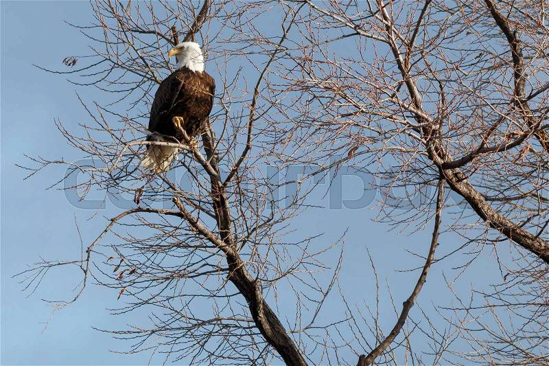 Bald eagle sitting in a tree, California, Tulelake, Lower Klamath National Wildlife Refuge, Taken 02.2017, stock photo