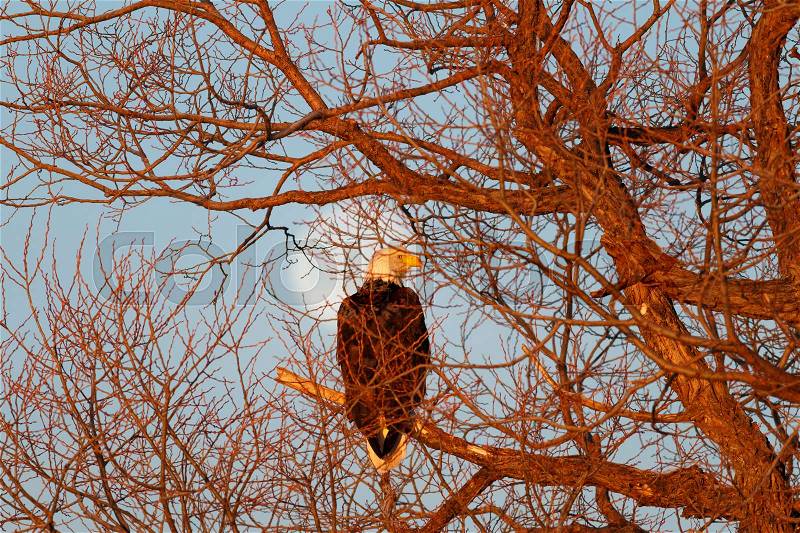 Bald eagle sitting in tree with moon background, California, Tulelake, Lower Klamath National Wildlife Refuge, Taken 02.2017, stock photo