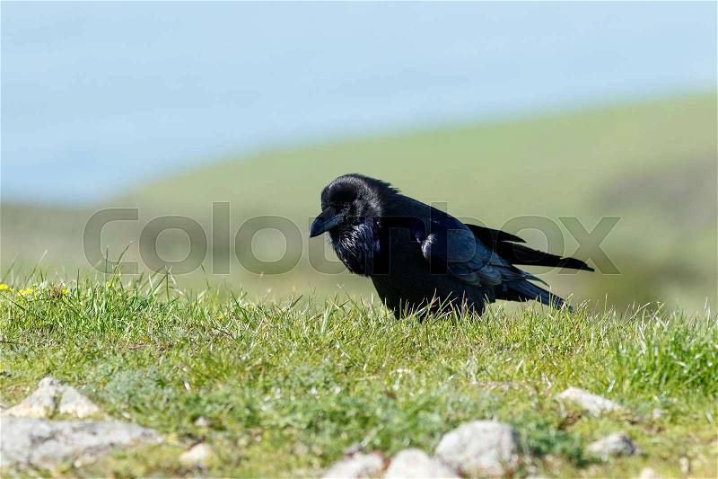 Raven walking in the grass, California, Inverness, Point Reyes National Seashore, Taken 02.2017, stock photo