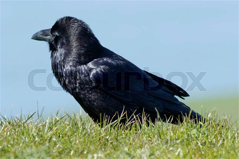 Raven walking in the grass, California, Inverness, Point Reyes National Seashore, Taken 02.2017, stock photo