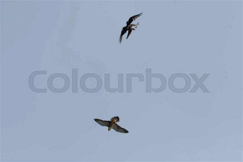 Peregrine falcons flying together, California, Inverness, Point Reyes National Seashore, Taken 02.2017, stock photo