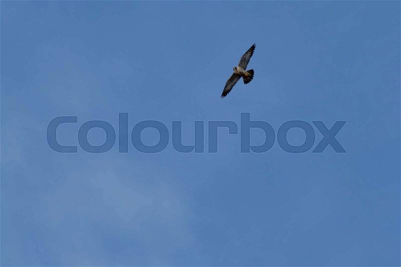 Peregrine falcon flying, California, Inverness, Point Reyes National Seashore, Taken 02.2017, stock photo