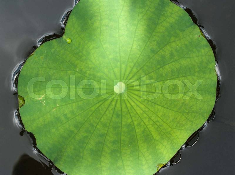 Closeup of Lotus leaf on water in top view shot, stock photo