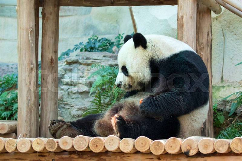 Image of a panda on nature background. Wild Animals. , stock photo