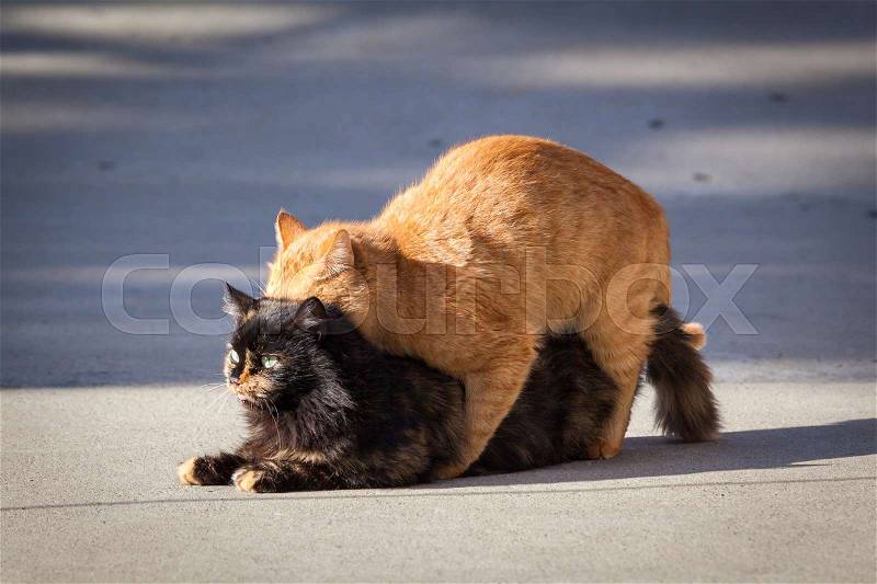Domestic cats in the act of mating, stock photo