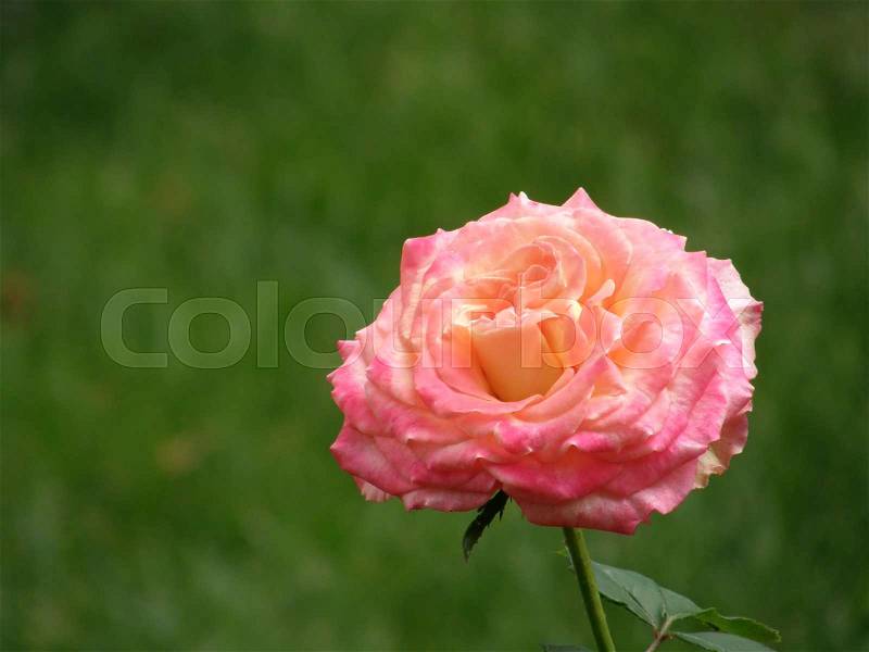 Rose flower on grass background, stock photo