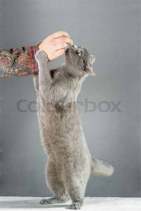 Woman feeding British cat, stock photo