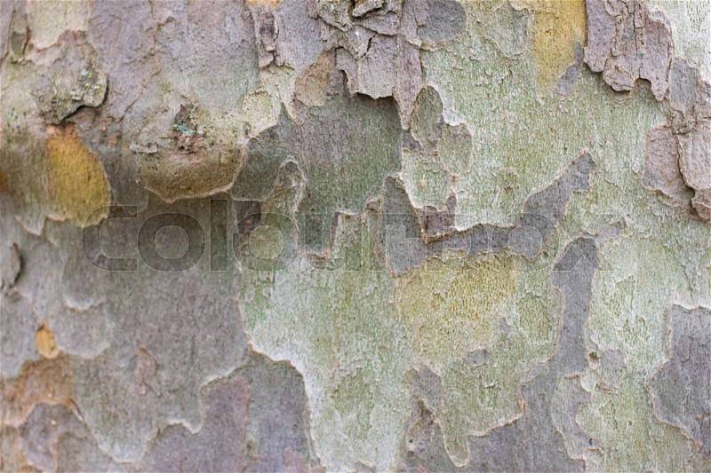 Color bark of sycamore tree. Background green military platanus wood details, stock photo