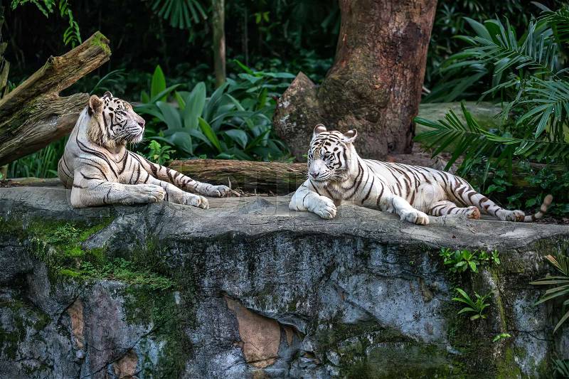 Two white tigers are resting on the rock on the trees background in the zoo in Singapore. Closeup photo. Horizontal. , stock photo