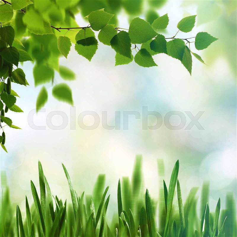 Beech fores, abstract spring backgrounds with beech tree and green grass, stock photo