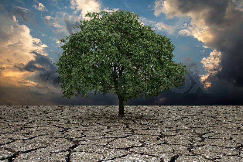 The concept of climate has changed. Half alive and half dead tree standing at the crossroads. Save the environment, stock photo