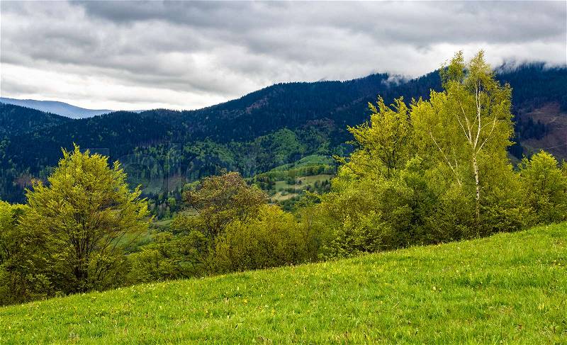 Forest in mountain rural area. green agricultural field on a hillside. beautiful summer scenery in overcast weather , stock photo