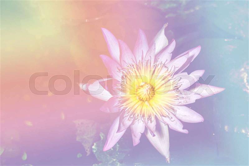 Lotus flower soft focus and soft pastel tone effect, stock photo
