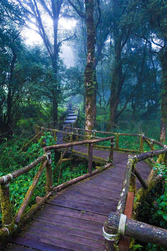 Moist old wooden pathway in tropical rain forest, top of Doi Inthanon mountain in Chiang Mai, Thailand, stock photo