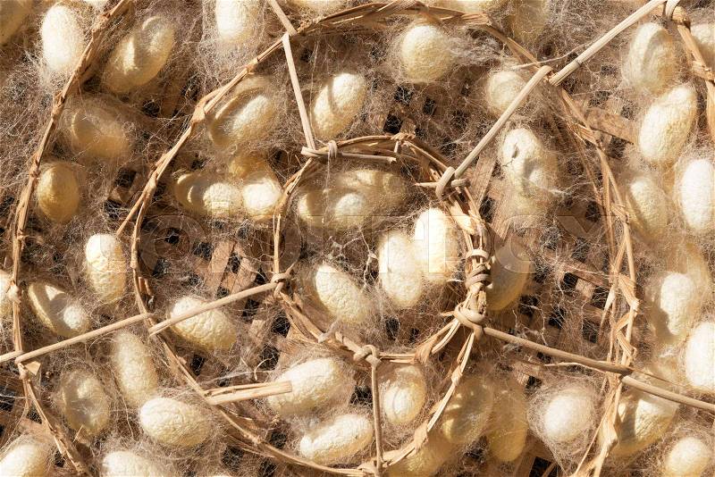 Silk worm cocoons in nests on wicker basket, thailand, stock photo