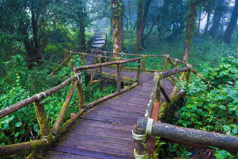 Moist old wooden pathway in tropical rain forest, top of Doi Inthanon mountain in Chiang Mai, Thailand, stock photo