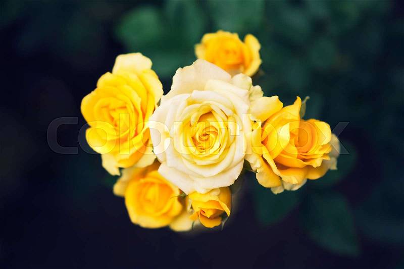 Yellow roses in garden, top view with dark blurred garden background, selective focus on the center rose, stock photo