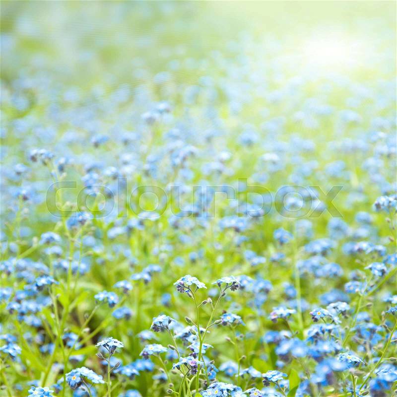 Beautiful blue flowers, sunny spring or summer background, stock photo