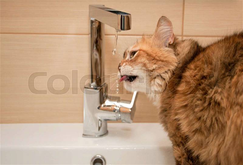 Funny cat drinking water in the bathroom, stock photo