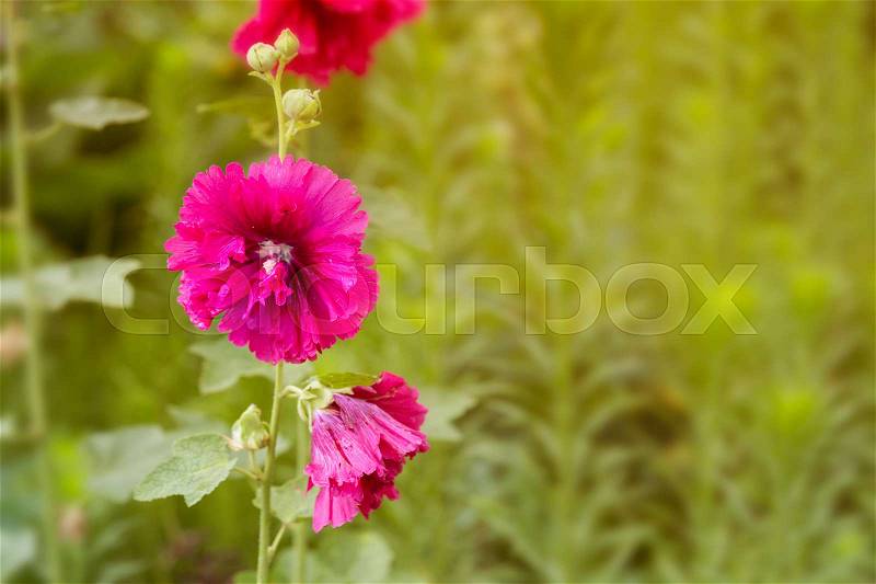 Dark pink flowers with blur green background, space for text, stock photo