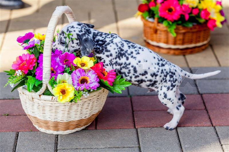 Dalmatian dog. Dalmatian puppy, stock photo