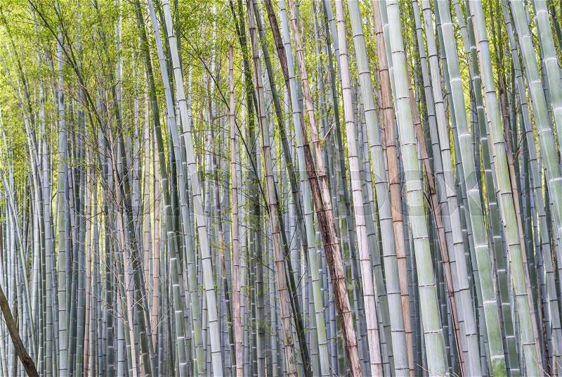 Bamboo Forest in Kyoto - Japan, stock photo
