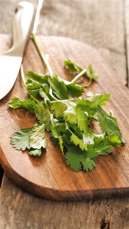 Leaves of coriander on a wooden board in a kitchen, stock photo