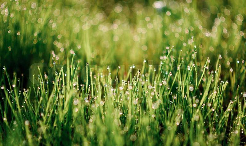 Fresh morning dew on spring grass, natural background - close up with shallow DOF, stock photo