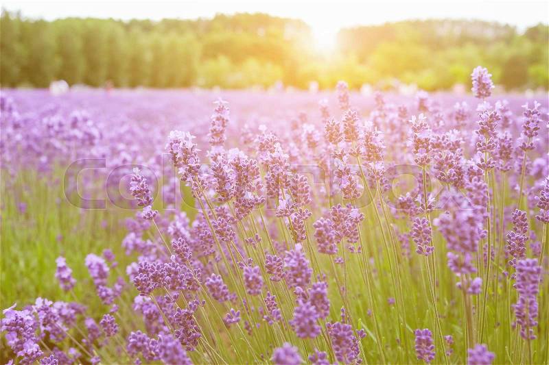 Lavender flowers - Sunset over a summer purple lavender field . Bunch of scented flowers in the lavanda fields, stock photo