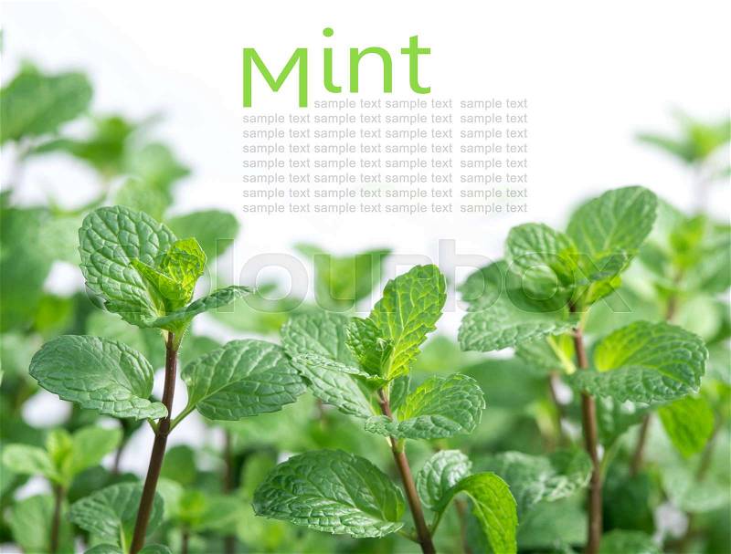 Mint plant grow at vegetable garden isolated on the white background, stock photo