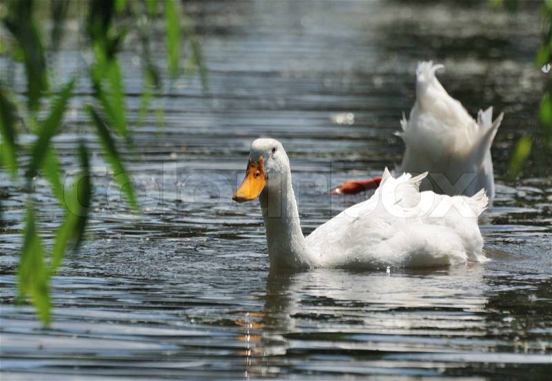 One duck guarding whil another is looking for food, stock photo