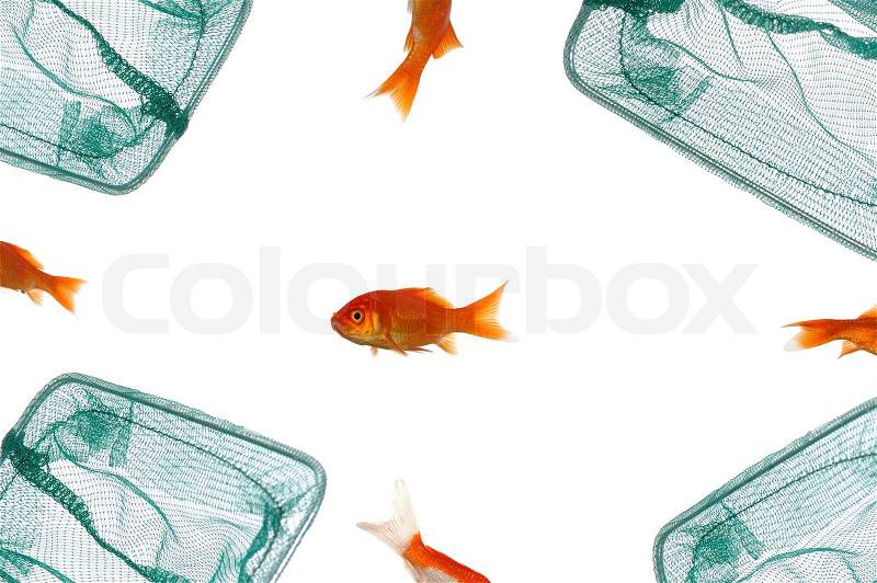 Fish is left alone in great danger by friends. Taken on clean white background, stock photo
