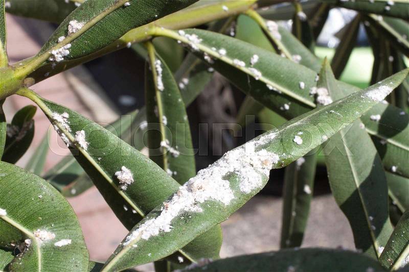 Oleander leaves densely covered with scale insects. Mealy mealybug. Thick infestation, garden, stock photo
